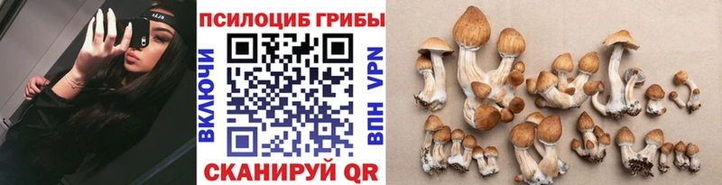купить цена Алдан Галлюциногенные грибы Psilocybine cubensis
